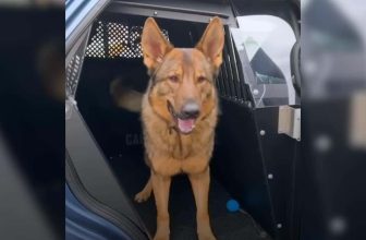 K9’s Reaction to a Tiny Visitor Took Everyone by Surprise