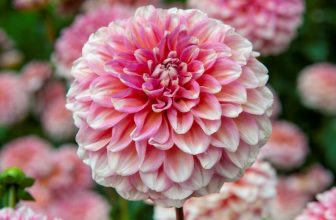 Growing Dahlias: Summer’s Most Artful Flower