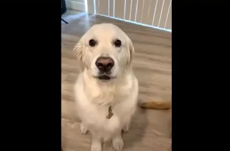 Dog’s Reaction to Owner’s Request to Cuddle the Cat Sparks Hilarity