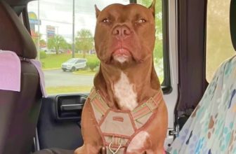 Woman’s ‘Afraid’ Of The Dog She Adopted But Still Brings Him Home