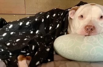 Dog Living With Homeless Owner Gets His First Taste Of Peace