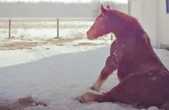 Isolated Horse That Waited A Lifetime For A Friend Finds Her Soulmate