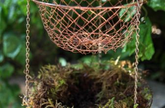 What’s the Difference Between Sphagnum Moss vs Peat Moss?