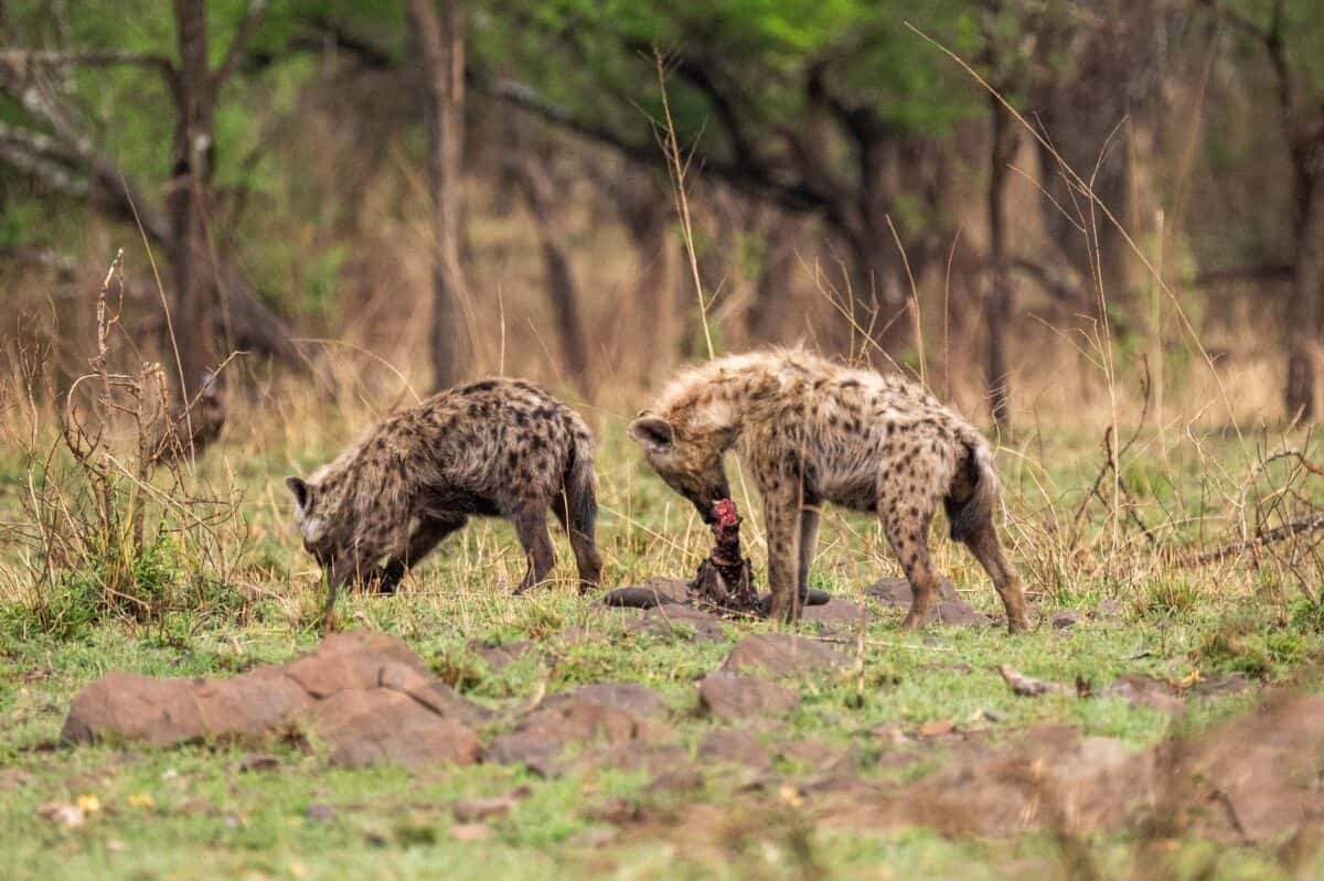 hyenas tearing apart the meat of a dead animal seen while on a solo safari in Tanzania