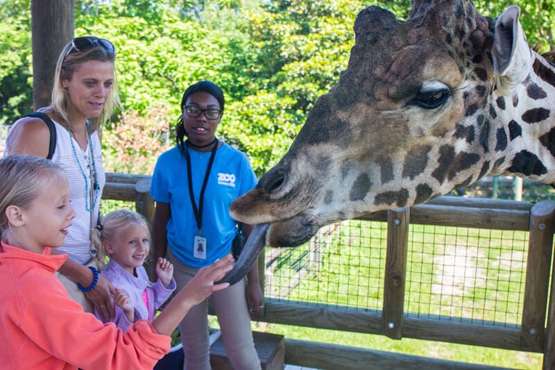 girls feeding giraffe at The Knoxville Zoo -
