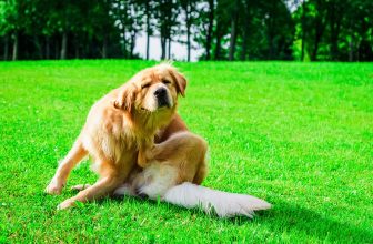 13 Vet-Approved Home Remedies to Help Your Dog’s Allergies – Dogster