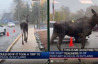 Polite Moose Charms Whole Town While Strolling Past School