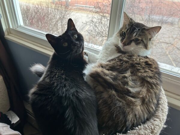 Muzzy a black cat with a white muzzle and Fish a large tabby and white cat cuddle in a cat tree