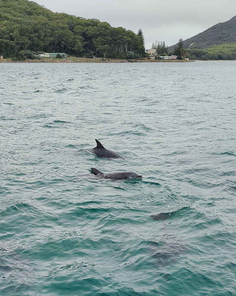 Two dolphins in the water at Port Stephens