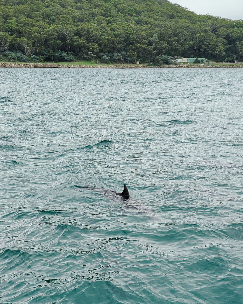 Dolphin in the water at Nelson Bay