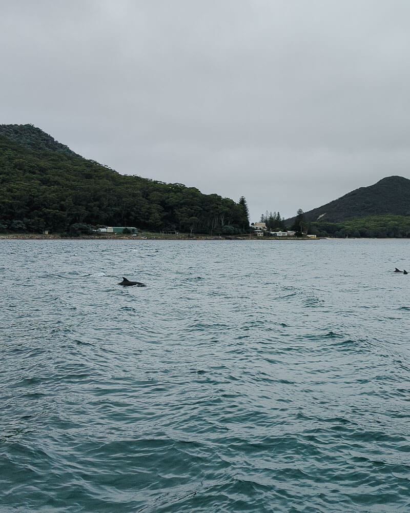 Dolphin fins above the water in Nelson Bay