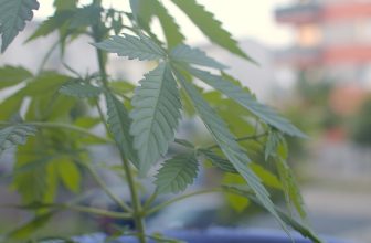 New Hampshire Senate Committee Recommends Killing Adult-Use Legalization Bill