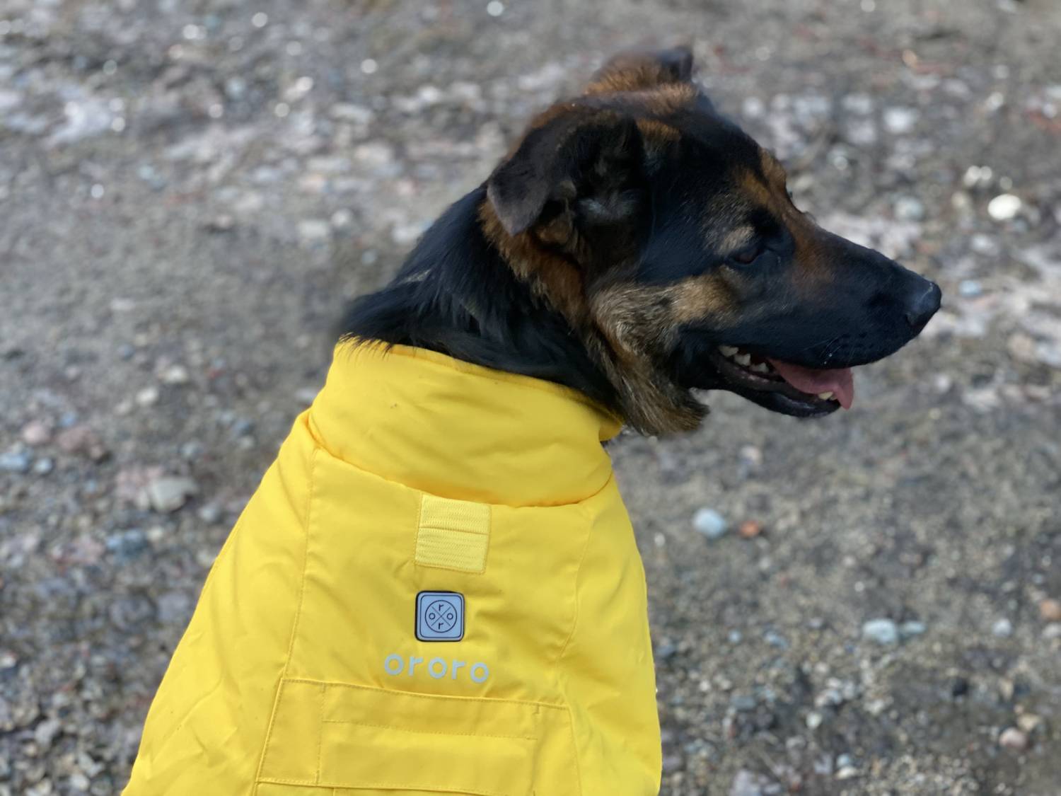 ororo Koldpwoof Heated Dog Vest Review - dog wearing vest