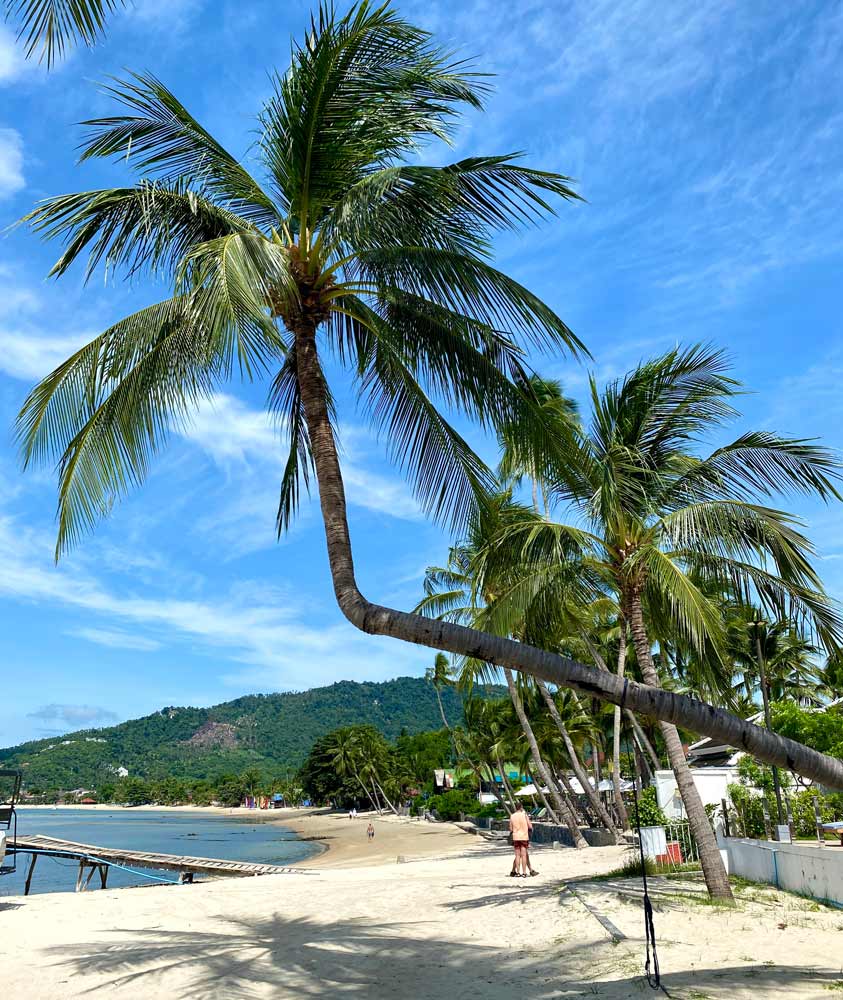 palm tree over lamai beach koh samui
