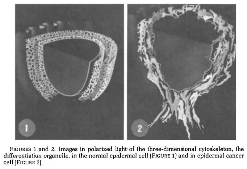polarized light cytoskeleton