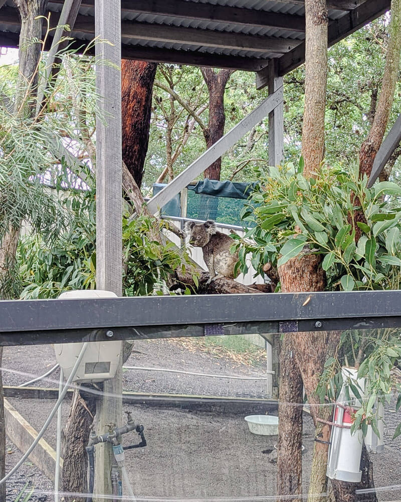 Koala in an enclosure at Port Stephens Koala Sanctuary
