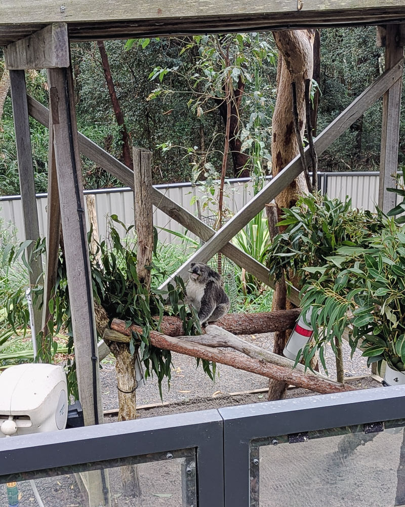 Koala in an enclosure at Port Stephens Koala Sanctuary