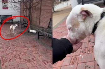 Rescuers Devastated After Finding Dog Left Tied to Tree