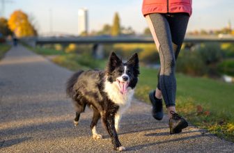 11 High-Energy Dog Breeds For Active Owners