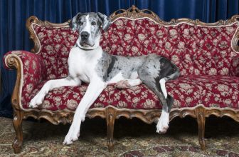 9 Calm Dog Breeds That Are Easy to Live With