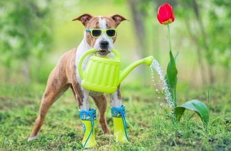 15 Barkin’ Brilliant Spring Accessories You Didn’t Know Your Dog Needed