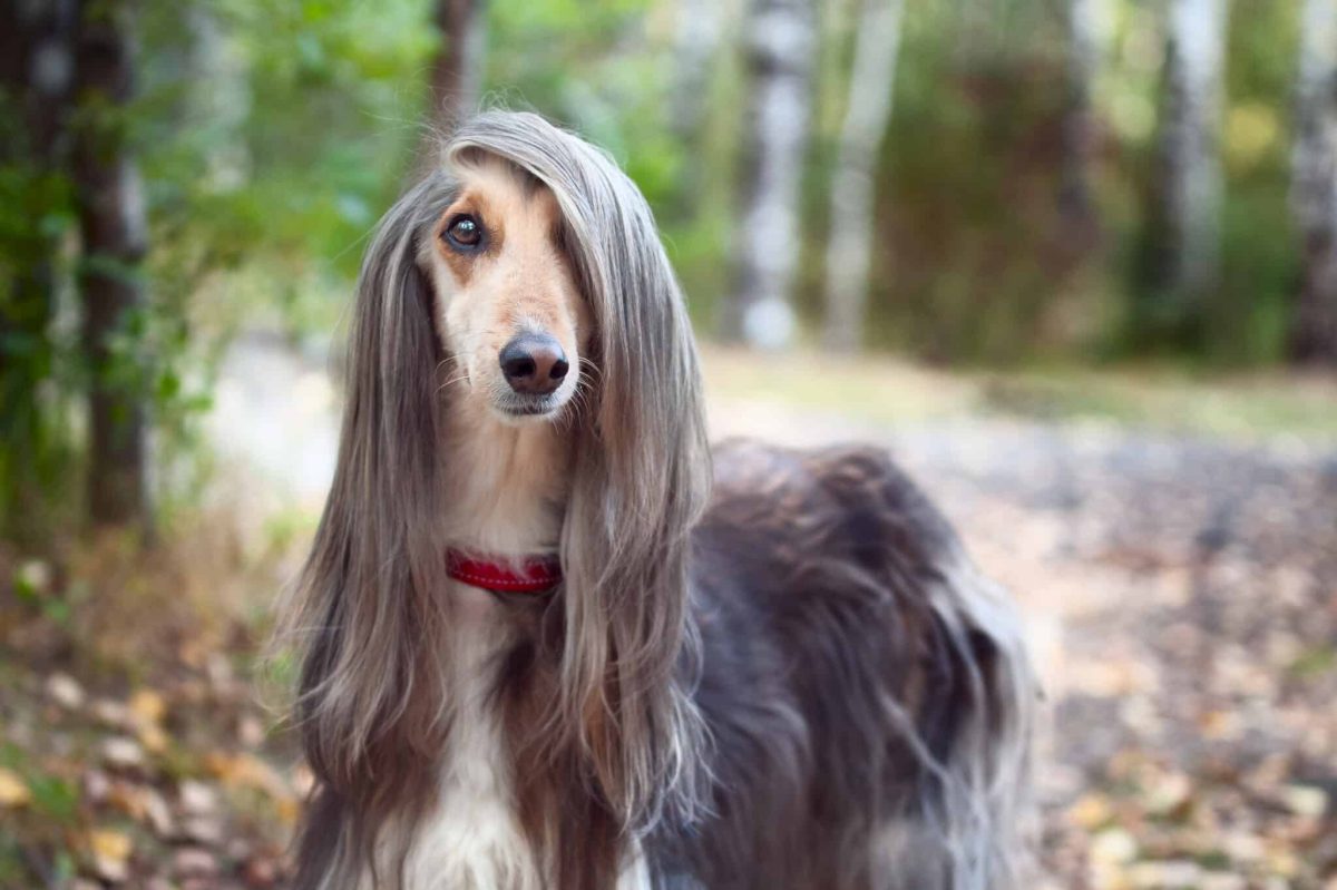Afghan Hound with long hair radiates elegance and calm affection