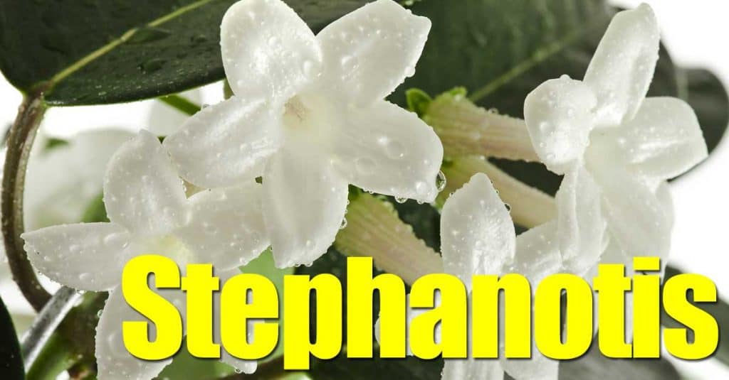 White Bridal veil flower (Stephanotis) up close