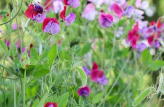 Growing Deliciously Fragrant Sweet Peas for a Cutting Garden