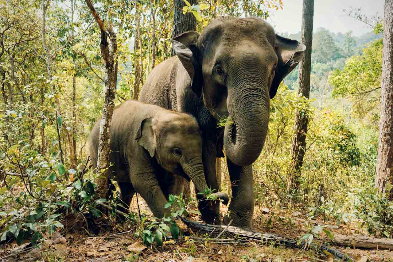 Asian elephants in Thailand. Photo by paweldotio on Unsplash