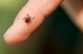 Tough Ticks: Why Ticks Are So Difficult to Kill?