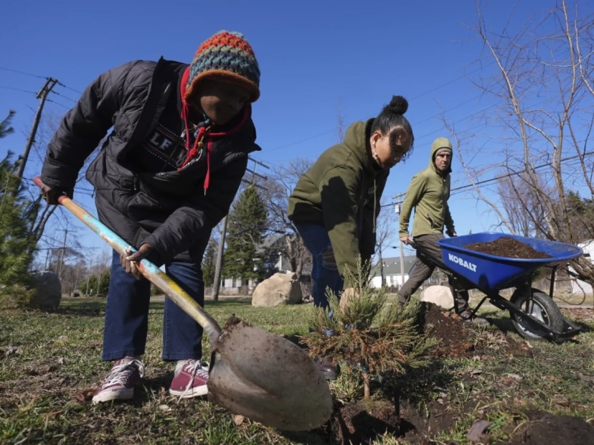 Robyn Redding, left, and Gianna Holliday plant a sequoia tree seedling as Andrew Kemp brings mulch in Detroit. 