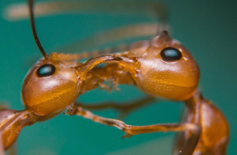 Hacking Communications: Trophallaxis and Pest Control