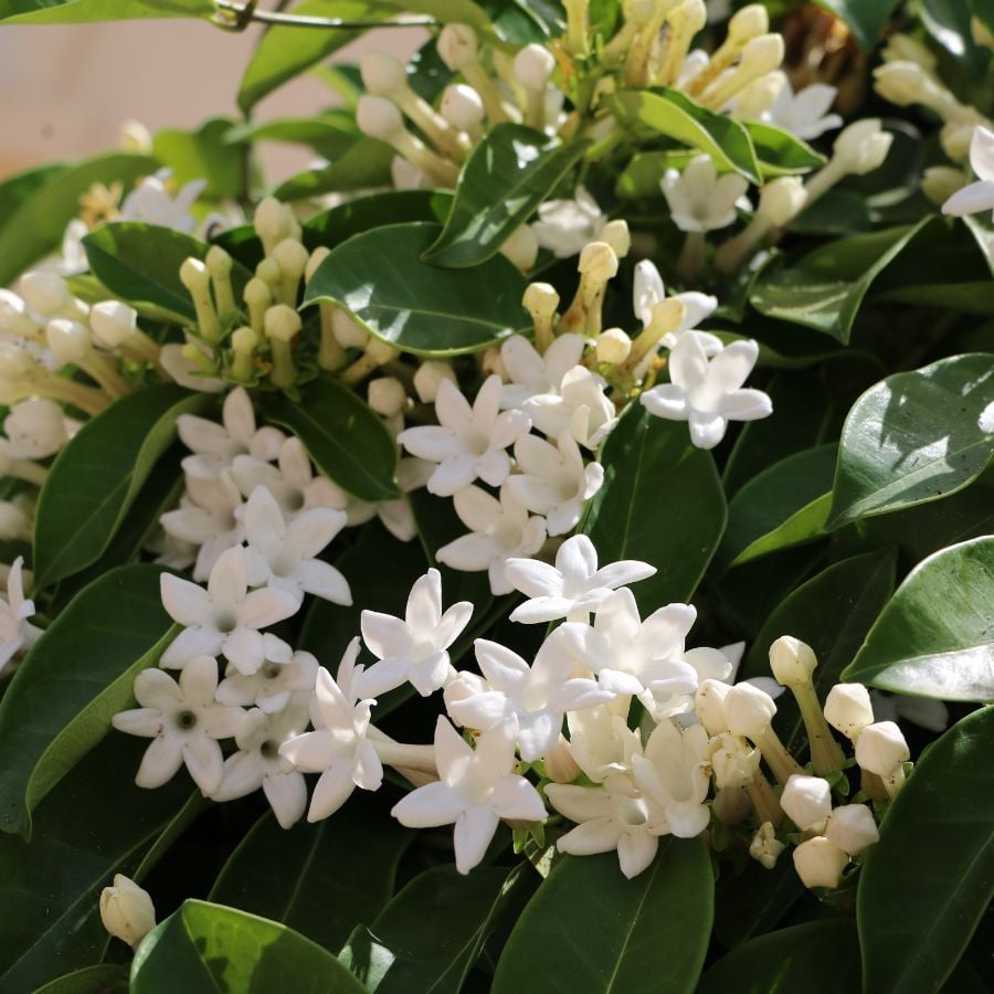 Madagascar Jasmine (Stephanotis floribunda) offers clusters of waxy, star-shaped white flowers with a sweet fragrance. Popular in wedding bouquets, this vine also thrives in containers or hanging baskets. It's a great choice for patios or sunny indoor spaces needing a touch of elegance.