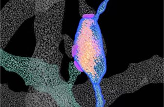 Study Illuminates the Structural Features of Memory Formation at the Cellular and Subcellular Levels