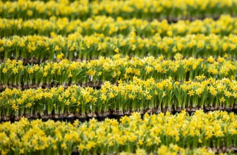 In Easter homily, Pope Francis urges Catholics to ‘run’ in search of the risen Christ