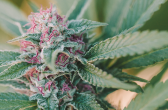 The Plant, the Whole Plant & Nothing But the Plant