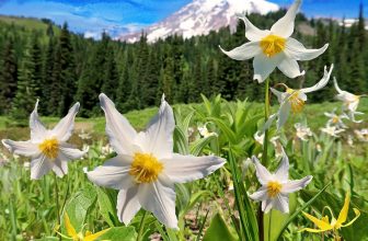 Divine Feminine Awakening Affirmations 🌹🌸✨️