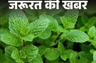 Pudina Ke Fayde; Wild Mint Leaves Benefits Explained | Nutritional Value | जरूरत की खबर- पुदीना शरीर को देता है ठंडक: वजन घटाए, डिहाइड्रेशन से बचाए और डायबिटीज करे कंट्रोल; जानें किसे नहीं खाना चाहिए
