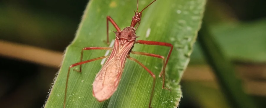 Assassin Bug