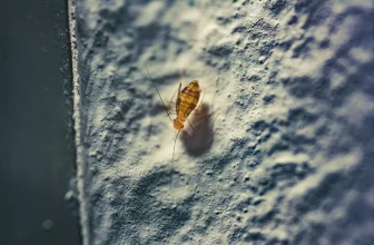 How Experts Remove Ceiling Booklice Without Ruining Decor
