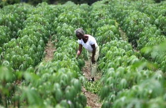 The Hidden Danger in Cassava Products: High Lead Levels and What It Means for People with Celiac Disease or Gluten Sensitivity
