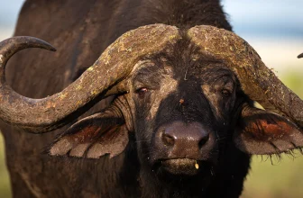 Why past mass extinctions didn’t break ecosystems—But this one might