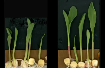Scientists find immune molecule that supercharges plant growth