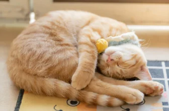 Why cats prefer sleeping on their left side—and how it might help them survive