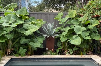 Tropical punch in Houston garden