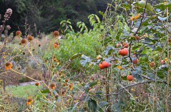 Autumnal exploring in the Nacogdoches garden of Jared Barnes