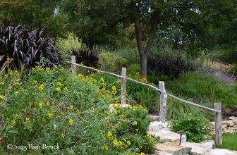 Austin Open Day Tour: Canyon Vista garden