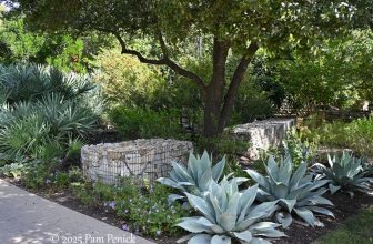 Austin Open Day Tour: Belmont Parkway garden