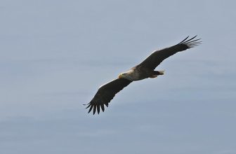 Eagle Sea Mull 9.6.2014 (1)