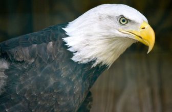Bald eagle
